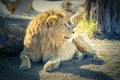 A male Lion relaxing in the sunshine Royalty Free Stock Photo