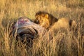 Male lion lying with kill watches camera Royalty Free Stock Photo