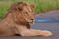 Male lion lying in a road Royalty Free Stock Photo