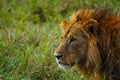 A male lion