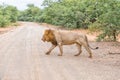 Male lion with a mane crossing a gravel road Royalty Free Stock Photo