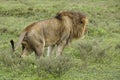 Male lion marking territory, Tanzania Royalty Free Stock Photo