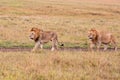 Male lion in the Masai Mara