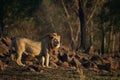 Male Lion in morning light in South Africa