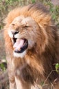 Male lion with mouth open showing sharp teeth