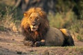 Male lion with muddy paws lies staring