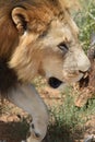 Male lion, Namibia Royalty Free Stock Photo