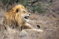 Male lion in natural bush