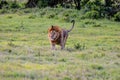 Lone lion enb close up walking in the savannah