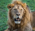 Male Lion observing the intruders in his territory