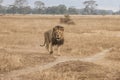 Male Lion, in Savanna of Ngorongoro Crater, Tanzania, Africa Royalty Free Stock Photo