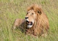 Male lion lying in the grass Royalty Free Stock Photo