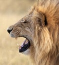 Male Lion - Panthera leo - Botswana Royalty Free Stock Photo