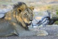Male Lion (Panthera leo) Botswana Royalty Free Stock Photo