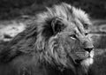 A male lion (Panthera leo)is seen in Botswana Okavango Delta Royalty Free Stock Photo