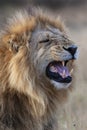 Male Lion Panthera leo - Botswana Royalty Free Stock Photo