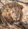 Male Lion (Panthera Leo) close-up portrait at Kruger National Park Royalty Free Stock Photo