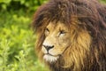 Male lion Panthera leo close-up and side portrait Royalty Free Stock Photo