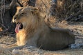 Male lion (Panthera leo), Etosha, Namibia Royalty Free Stock Photo