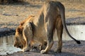 Male lion (Panthera leo), Etosha, Namibia Royalty Free Stock Photo