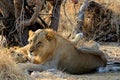 Male lion (Panthera leo), Etosha, Namibia Royalty Free Stock Photo