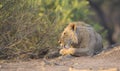 Male Lion (Panthera leo) grooming Royalty Free Stock Photo