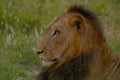 Male Lion (Panthera leo) in Kruger National Park Royalty Free Stock Photo