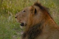 Male Lion (Panthera leo) in Kruger National Park Royalty Free Stock Photo