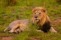 Male lion  Panthera Leo Leo enjoying the last hours of the day after a catch, Pilanesberg National Park, South Africa. Royalty Free Stock Photo