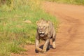 Male lion  Panthera Leo Leo running for other lions, Pilanesberg National Park, South Africa. Royalty Free Stock Photo