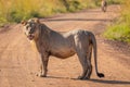 Male lion  Panthera Leo Leo standing on the road, Pilanesberg, South Africa. Royalty Free Stock Photo