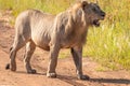 Male lion  Panthera Leo Leo standing on the road, Pilanesberg, South Africa. Royalty Free Stock Photo