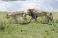 Lion couple in courtship
