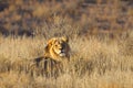 Male Lion Royalty Free Stock Photo