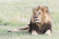 Male lion Panthera leo lying down in savannah Royalty Free Stock Photo