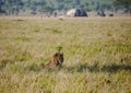 Male lion Panthera leo lying in the shallow shadows of a tree, in the background a hot-air balloon safari Royalty Free Stock Photo