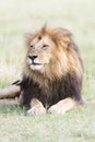 Male Lion Panthera leo portrait Royalty Free Stock Photo