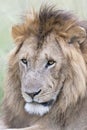 Male lion Panthera leo portrait Royalty Free Stock Photo