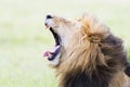 Lion Panthera leo yawning, while lying down Royalty Free Stock Photo