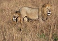 Male lion, Panthera leo, from the Sand River or Elawana Pride walking near cub and his brother, whose head is emerging from the ta Royalty Free Stock Photo