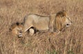 Male lion, Panthera leo, from the Sand River or Elawana Pride walking near cub and his brother, whose head is emerging from the ta Royalty Free Stock Photo