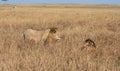 Male lion, Panthera leo, from the Sand River or Elawana Pride walking near his brother, whose head is emerging from the tall grass