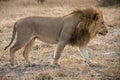 Male Lion - Botswana Royalty Free Stock Photo