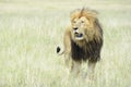 Male lion Panthera leo standing in savannah Royalty Free Stock Photo