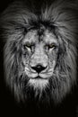 Male lion Panthera leo very nice close up portrait black and white with yellow eyes Royalty Free Stock Photo