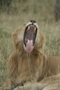 A Male Lion Panthera LeoSimba in swahili Yawning