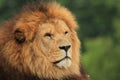 Male lion Royalty Free Stock Photo