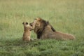 Male lion playing with lion cub in Serengeti Tanzania Royalty Free Stock Photo