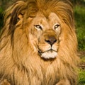 Male Lion Portrait Royalty Free Stock Photo