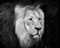 Male lion portrait black and white Royalty Free Stock Photo